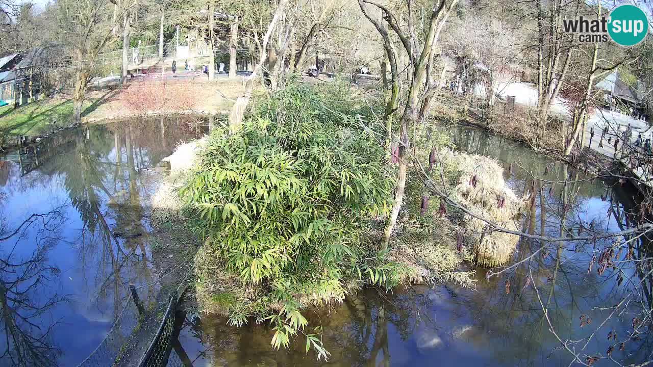 Südlicher Gelbwangen-Schopfgibbon Zoo Ljubljana webcam