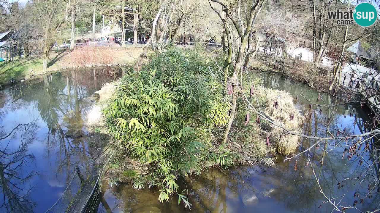 Südlicher Gelbwangen-Schopfgibbon Zoo Ljubljana webcam