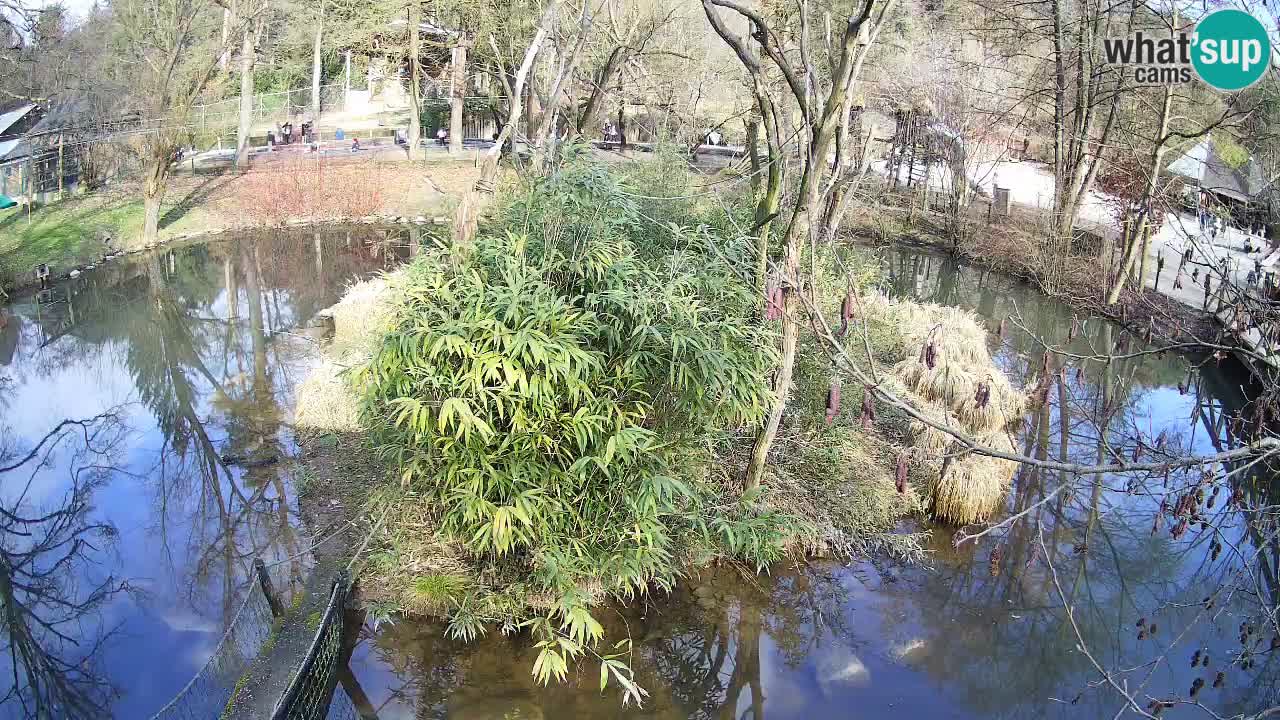 Gibon – Nomascus gabriellae – Zoo Ljubljana web kamera