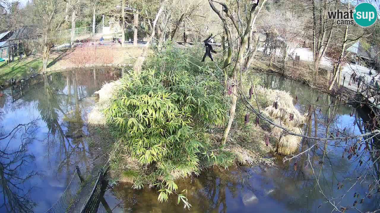 Yellow-cheeked gibbon Zoo Ljubljana livecam