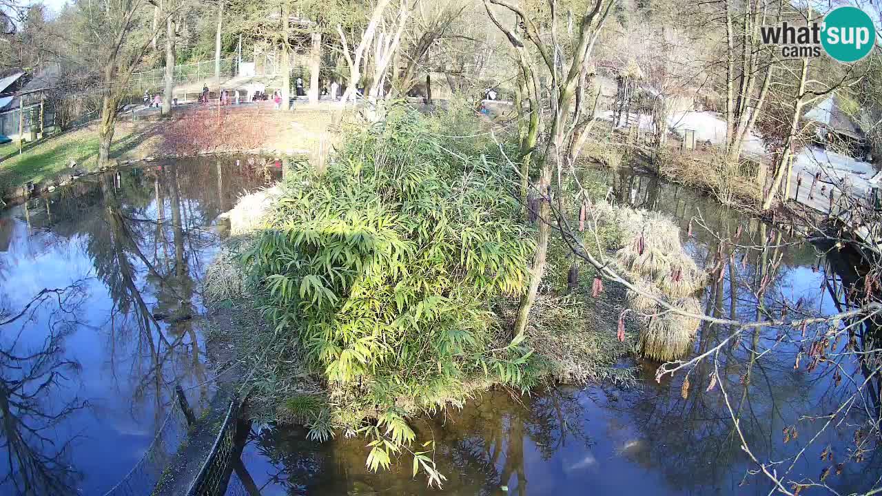 Südlicher Gelbwangen-Schopfgibbon Zoo Ljubljana webcam