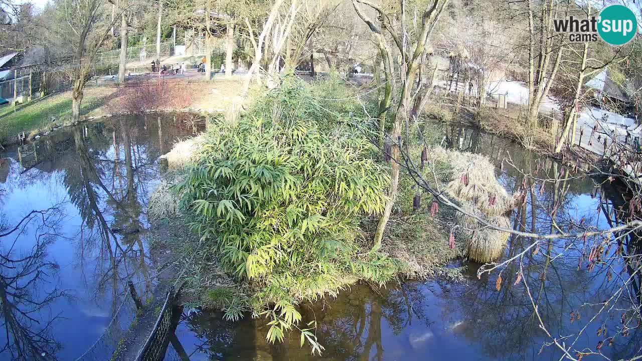 Gibbon à joues jaunes Zoo Ljubljana live cam