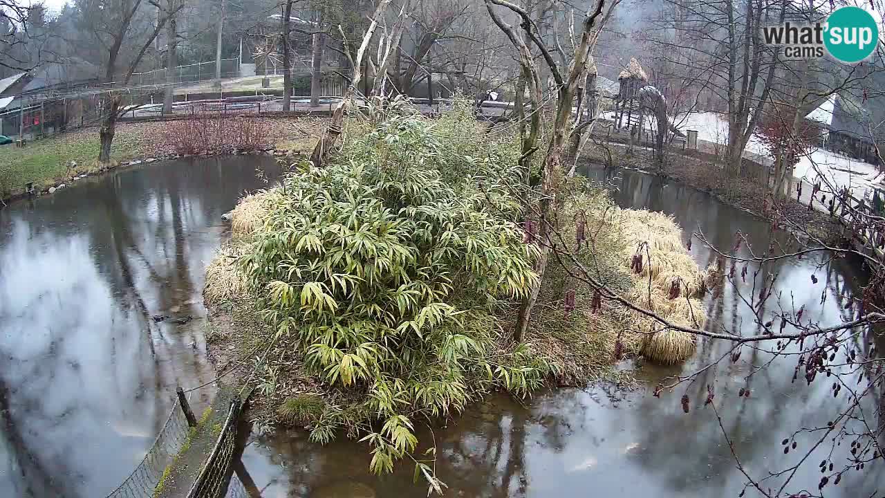 Südlicher Gelbwangen-Schopfgibbon Zoo Ljubljana webcam