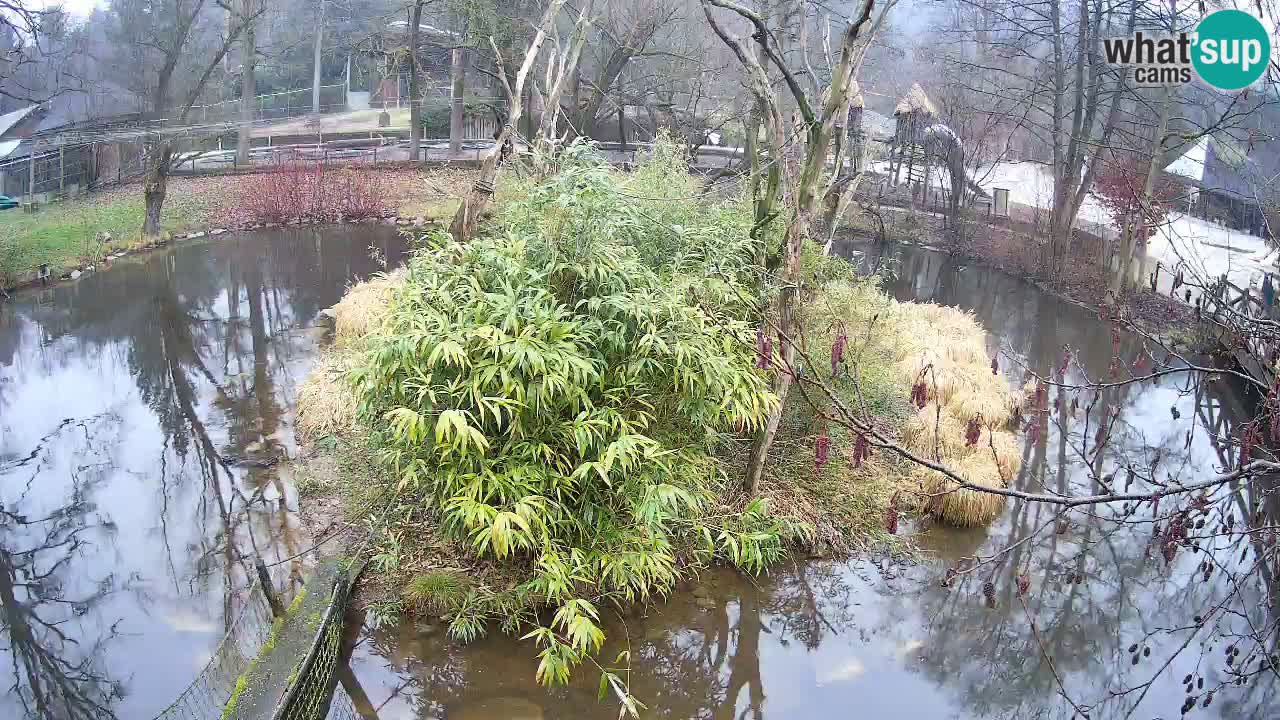 Südlicher Gelbwangen-Schopfgibbon Zoo Ljubljana webcam