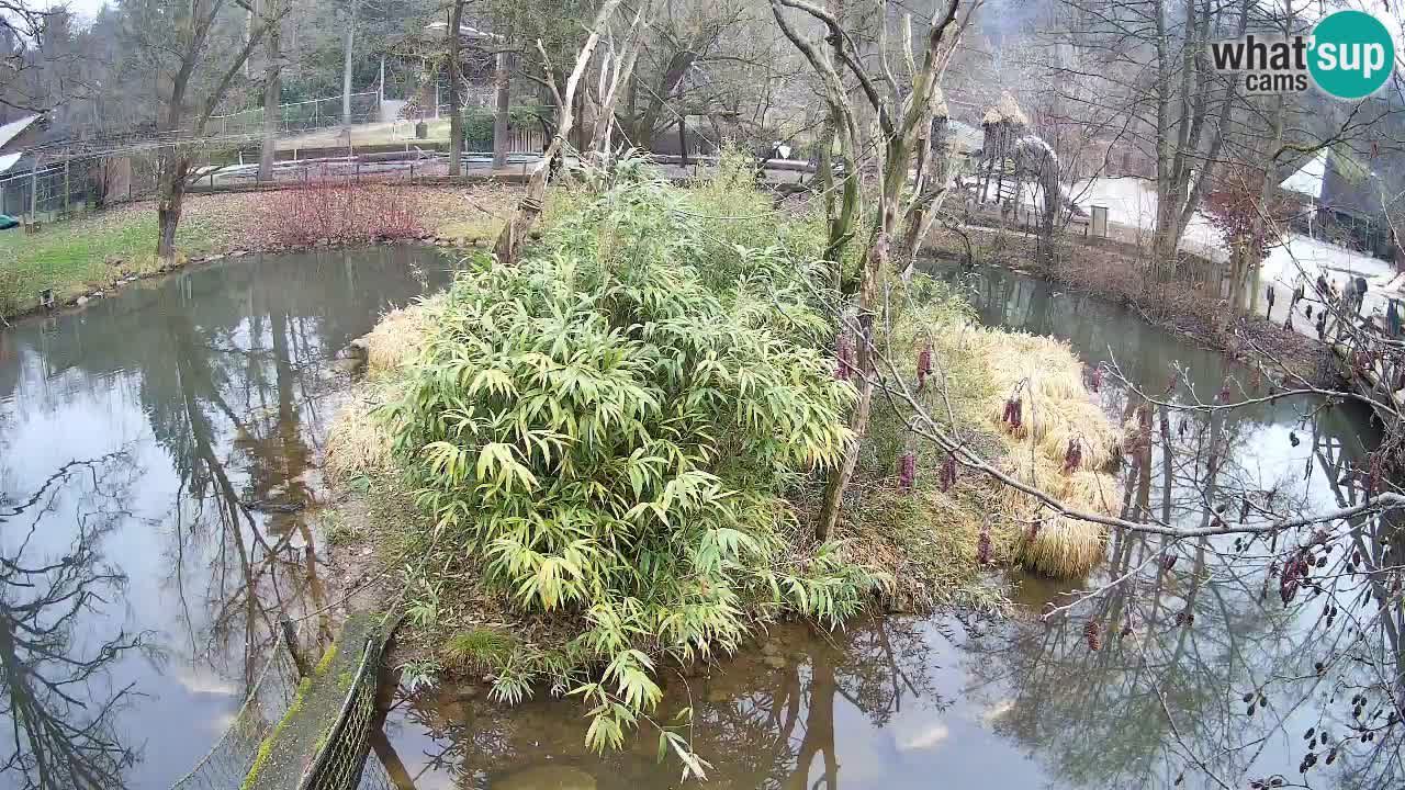 Südlicher Gelbwangen-Schopfgibbon Zoo Ljubljana webcam