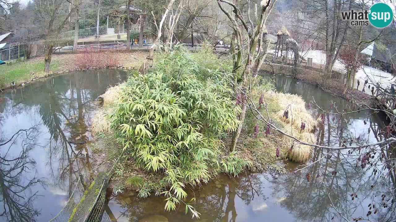 Südlicher Gelbwangen-Schopfgibbon Zoo Ljubljana webcam