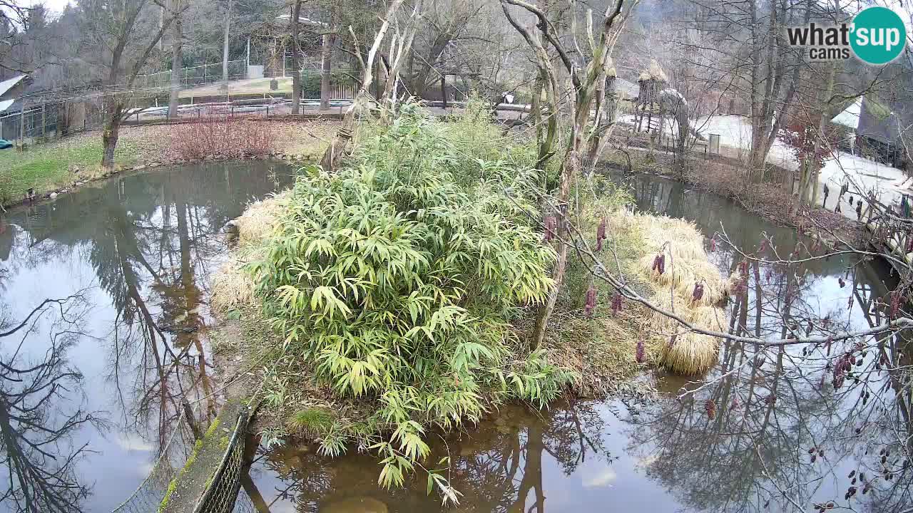 Südlicher Gelbwangen-Schopfgibbon Zoo Ljubljana webcam