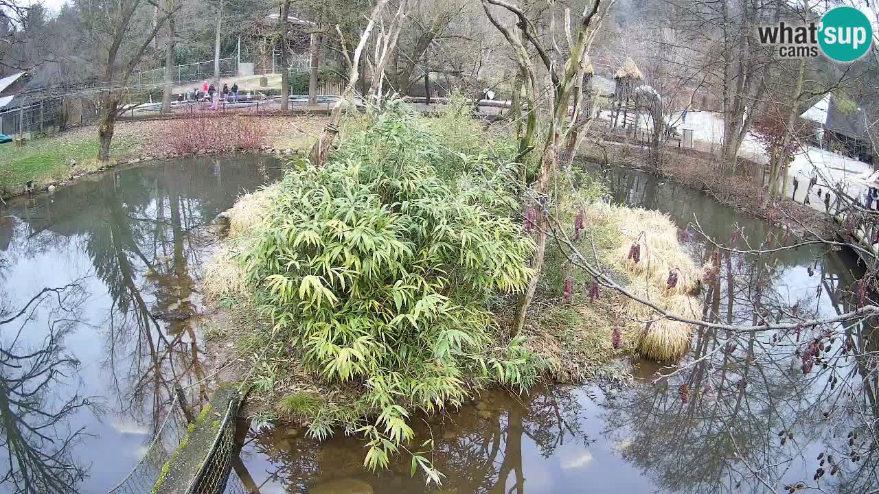 Südlicher Gelbwangen-Schopfgibbon Zoo Ljubljana webcam