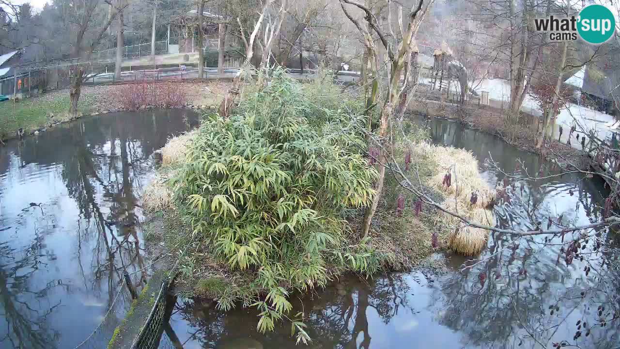 Gibon – Nomascus gabriellae – Zoo Ljubljana web kamera