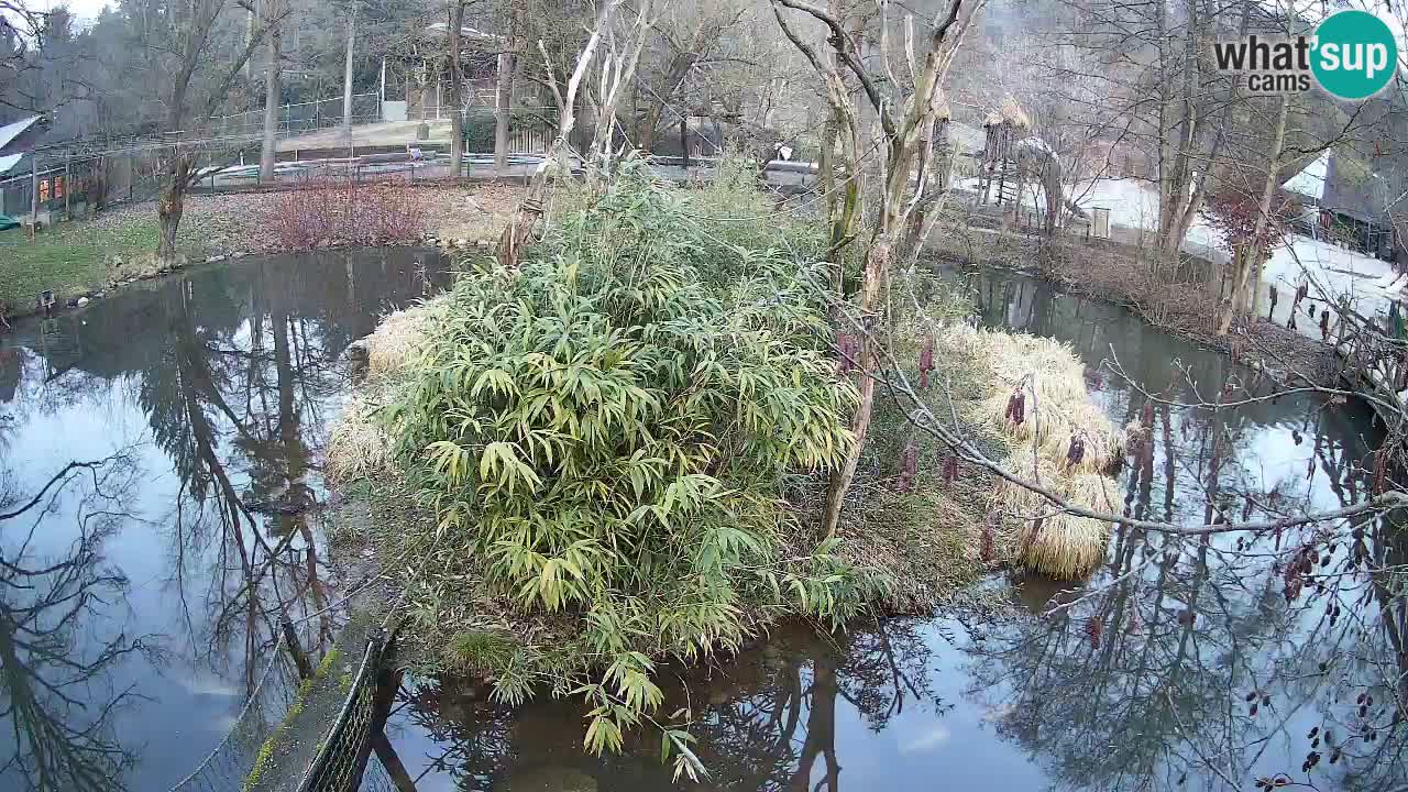 Gibon – Nomascus gabriellae – Zoo Ljubljana web kamera