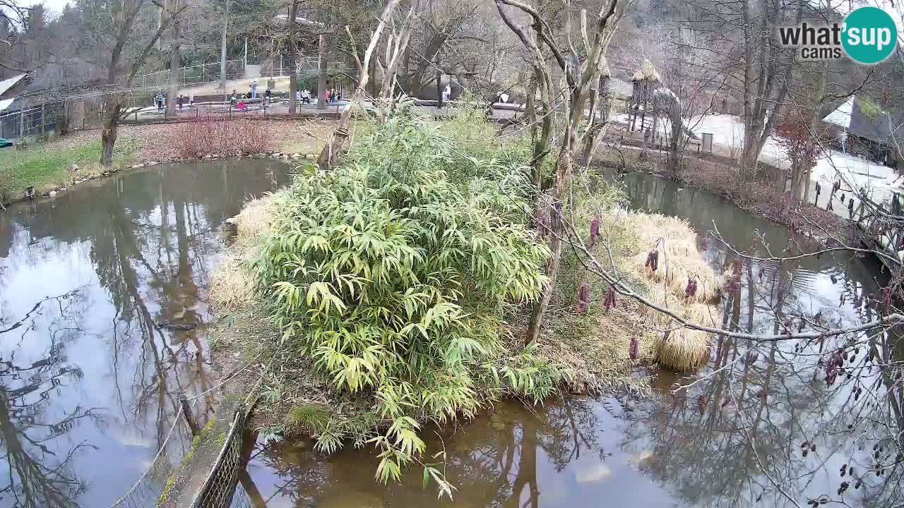 Gibbon à joues jaunes Zoo Ljubljana live cam