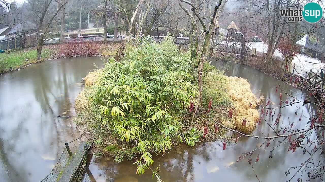 Yellow-cheeked gibbon Zoo Ljubljana livecam