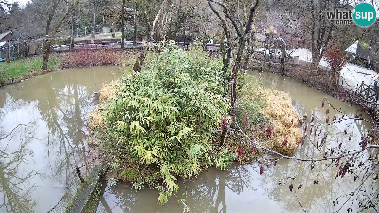 Südlicher Gelbwangen-Schopfgibbon Zoo Ljubljana webcam