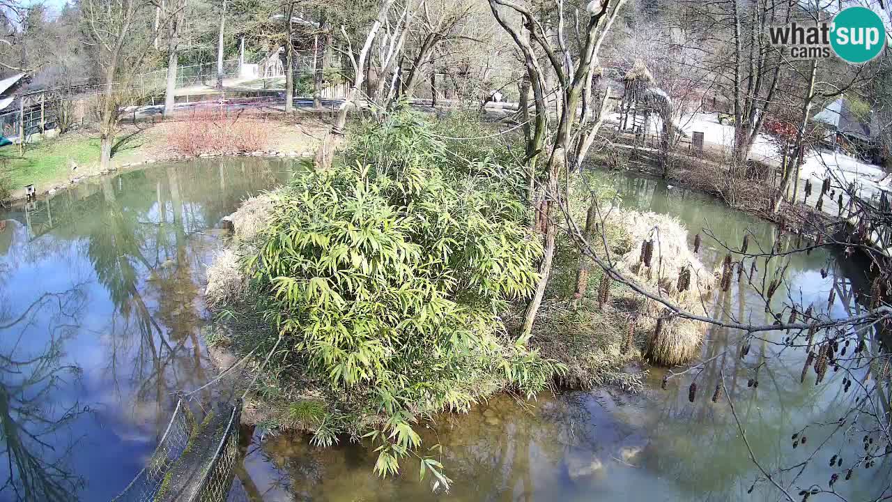 Südlicher Gelbwangen-Schopfgibbon Zoo Ljubljana webcam