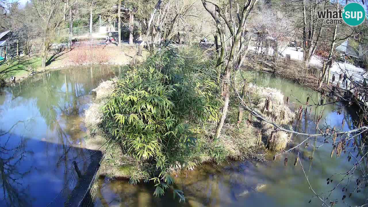 Yellow-cheeked gibbon Zoo Ljubljana livecam