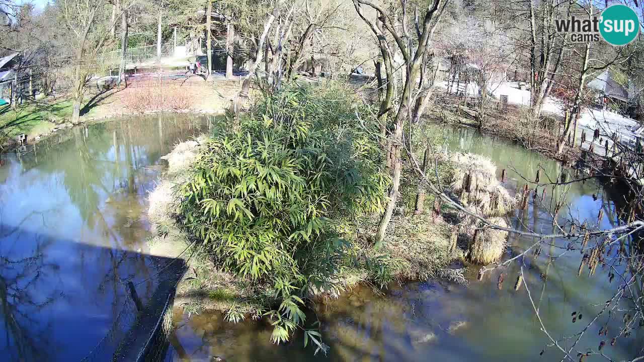 Yellow-cheeked gibbon Zoo Ljubljana livecam