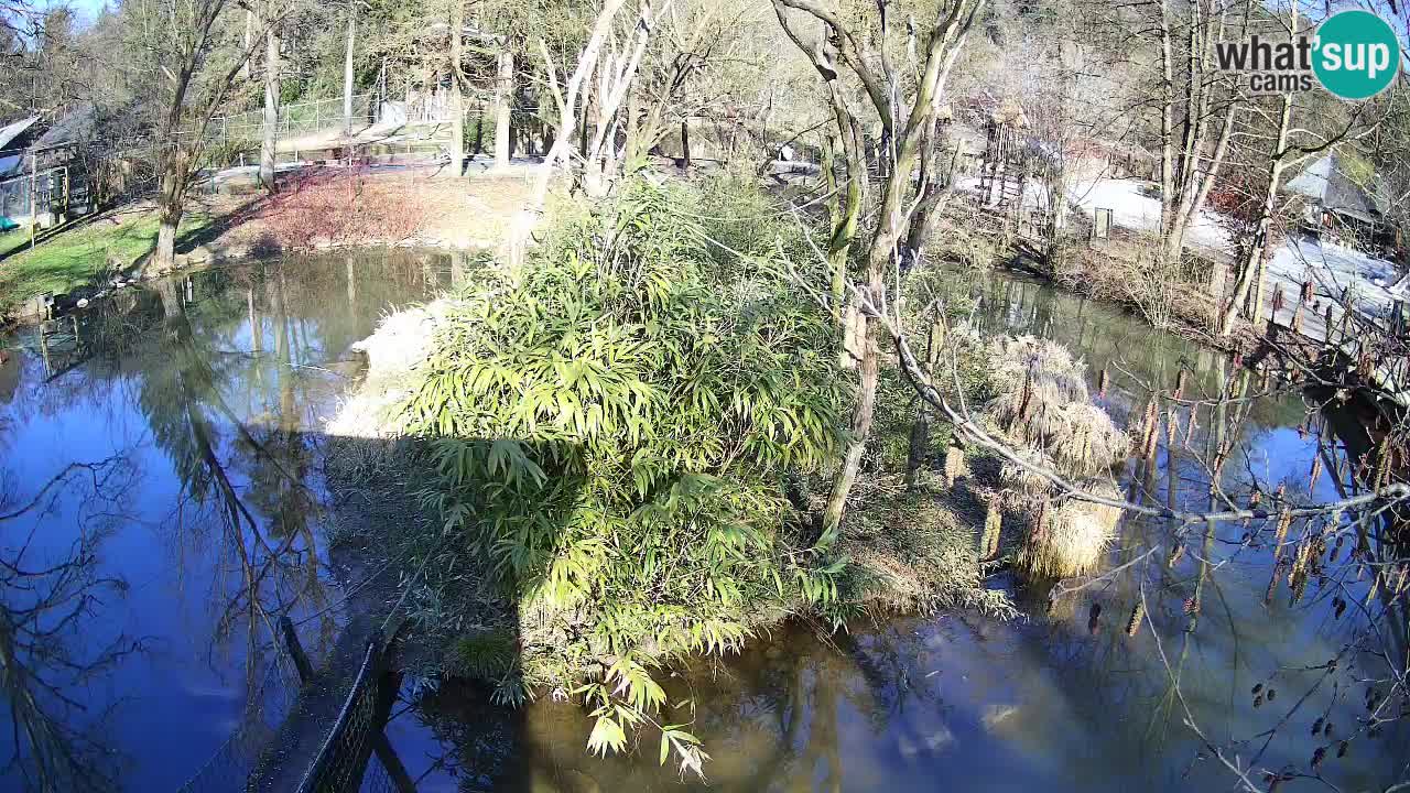 Gibbon à joues jaunes Zoo Ljubljana live cam