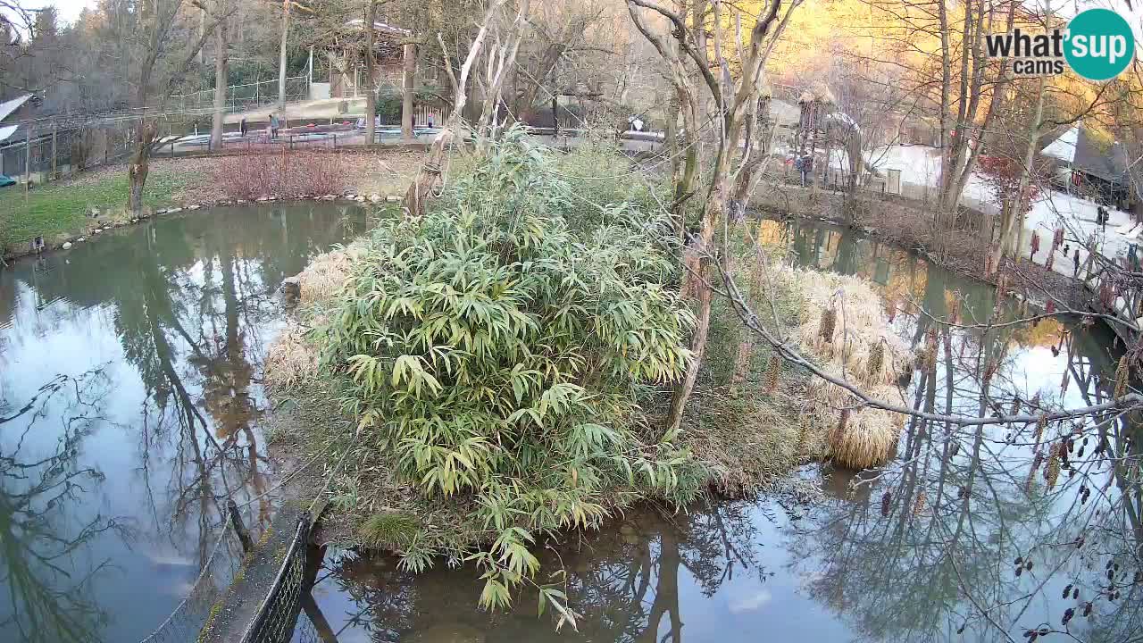 Gibon – Nomascus gabriellae – Zoo Ljubljana web kamera