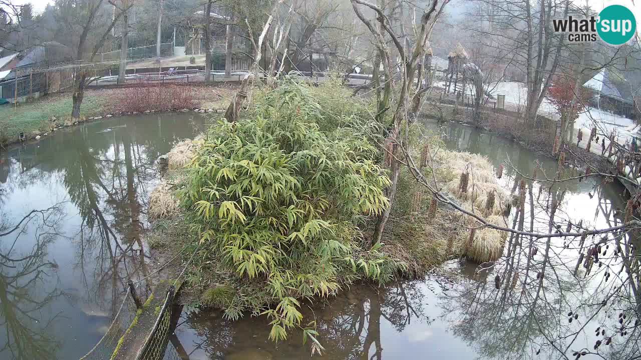 Südlicher Gelbwangen-Schopfgibbon Zoo Ljubljana webcam