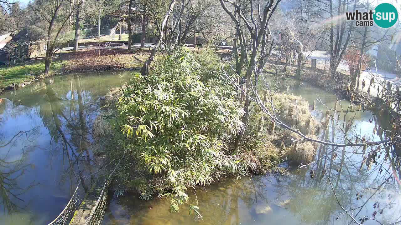 Gibon – Nomascus gabriellae – Zoo Ljubljana web kamera