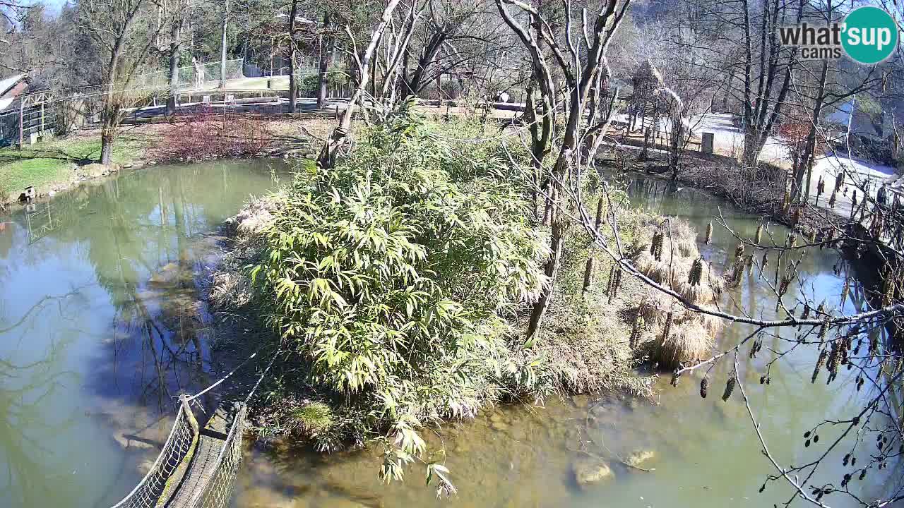 Yellow-cheeked gibbon Zoo Ljubljana livecam