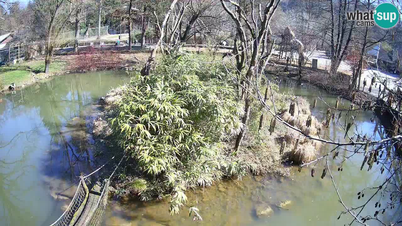 Südlicher Gelbwangen-Schopfgibbon Zoo Ljubljana webcam