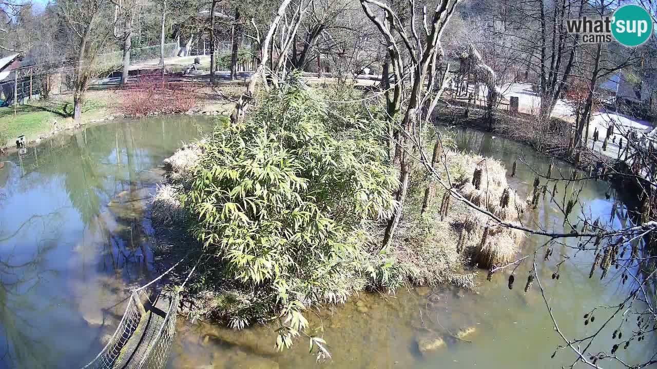 Gibon – Nomascus gabriellae – Zoo Ljubljana web kamera