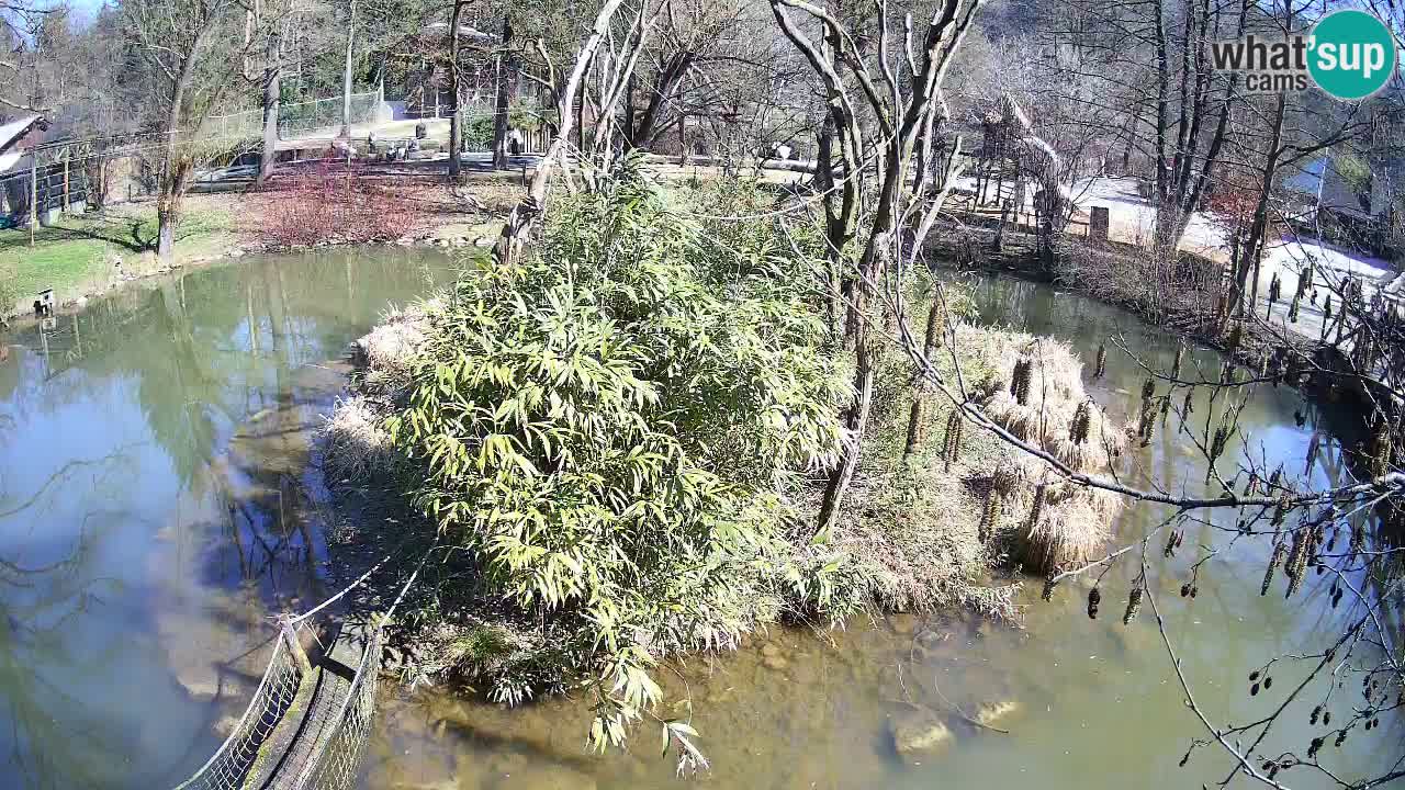 Gibon – Nomascus gabriellae – Zoo Ljubljana web kamera