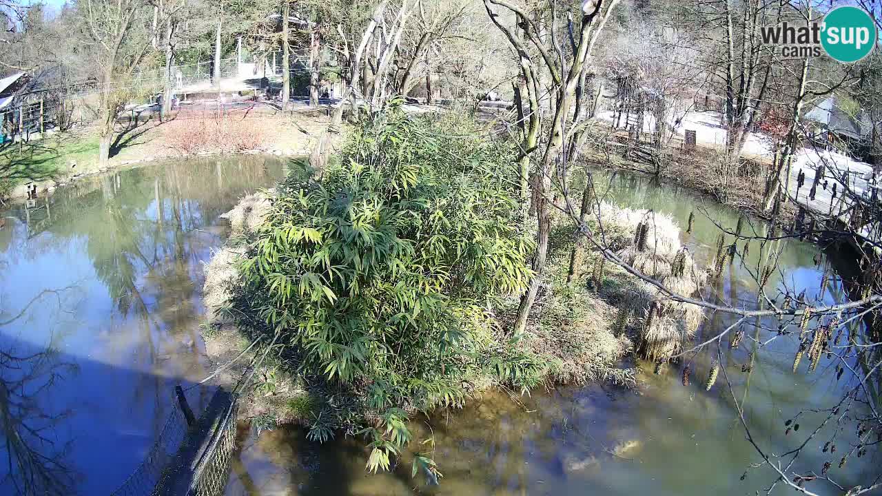 Yellow-cheeked gibbon Zoo Ljubljana livecam