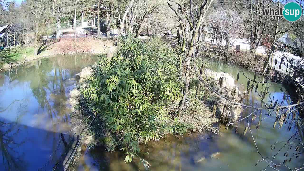 Gibbon à joues jaunes Zoo Ljubljana live cam