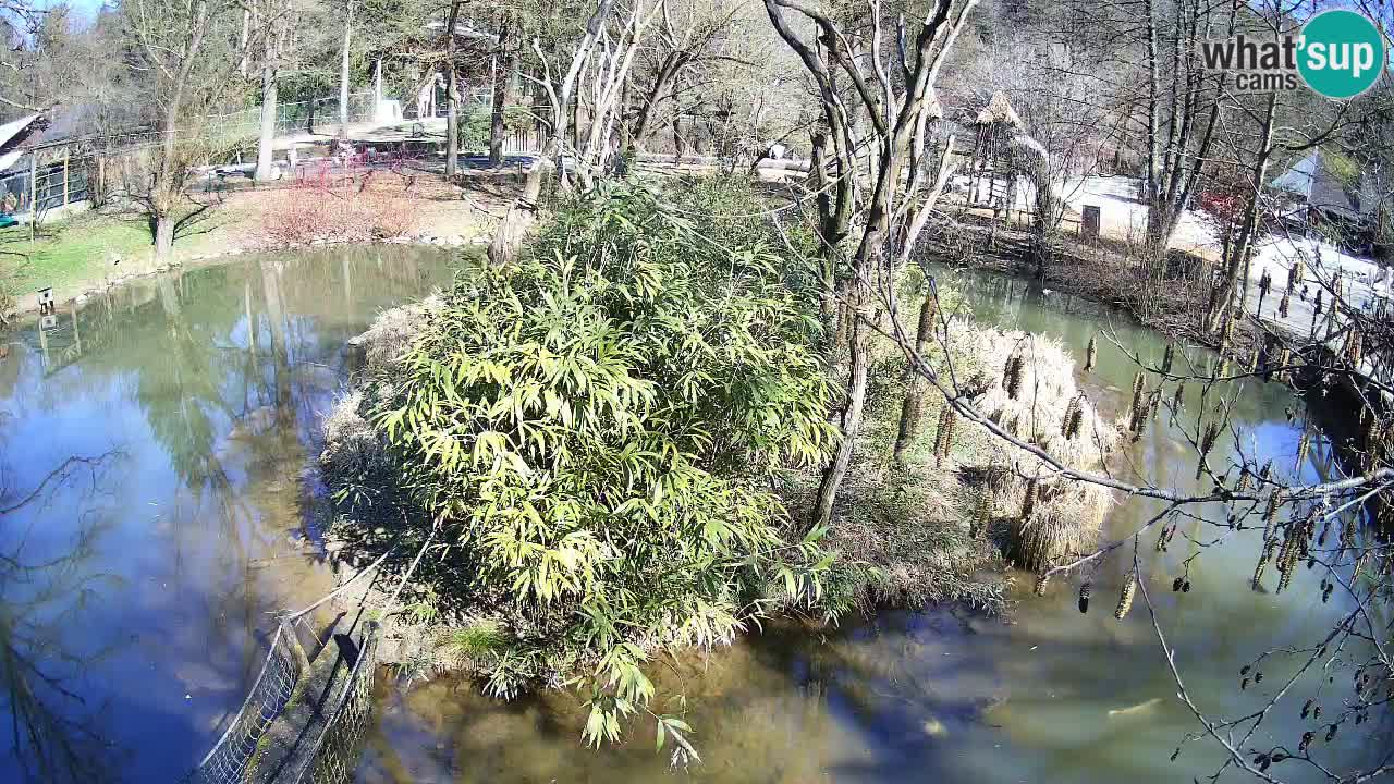 Gibbon à joues jaunes Zoo Ljubljana live cam