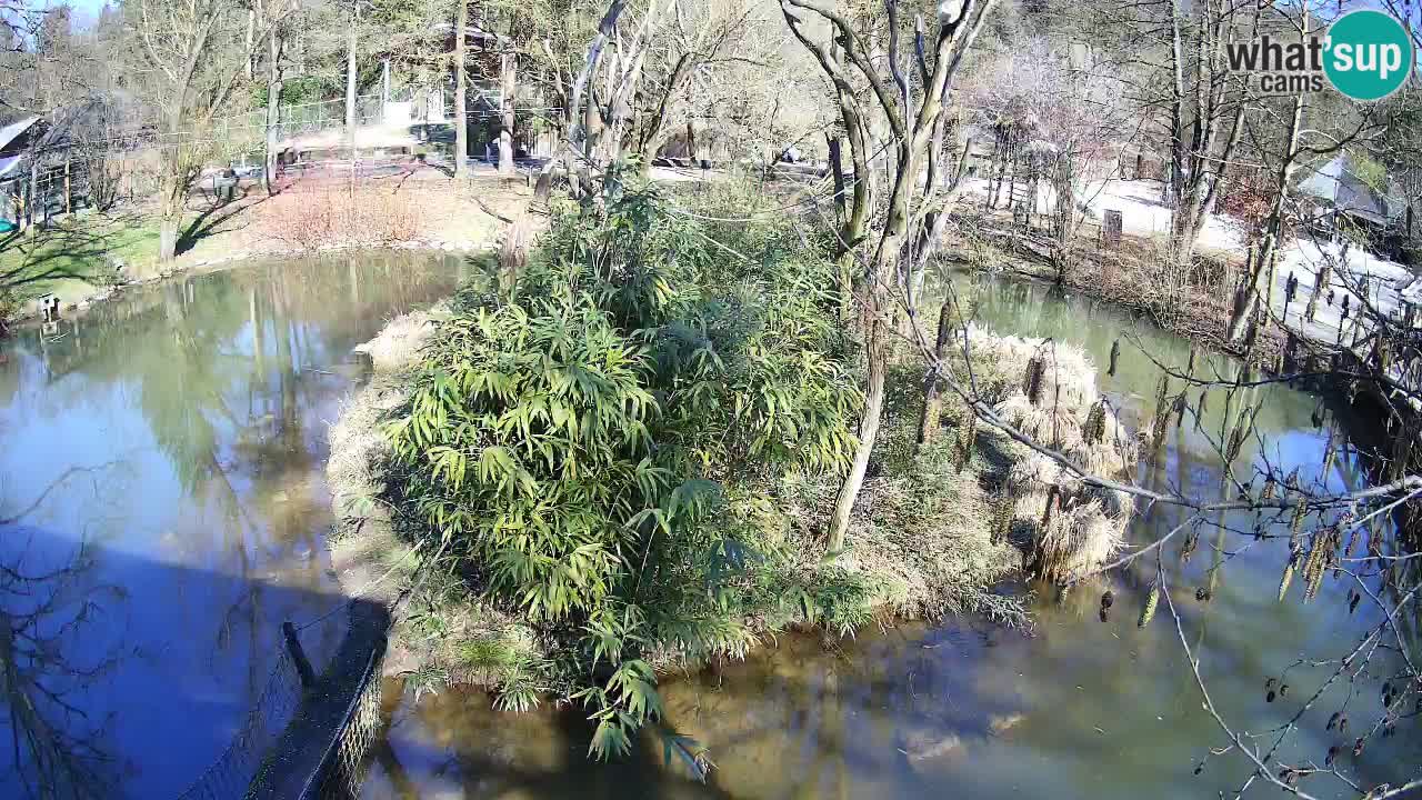 Yellow-cheeked gibbon Zoo Ljubljana livecam