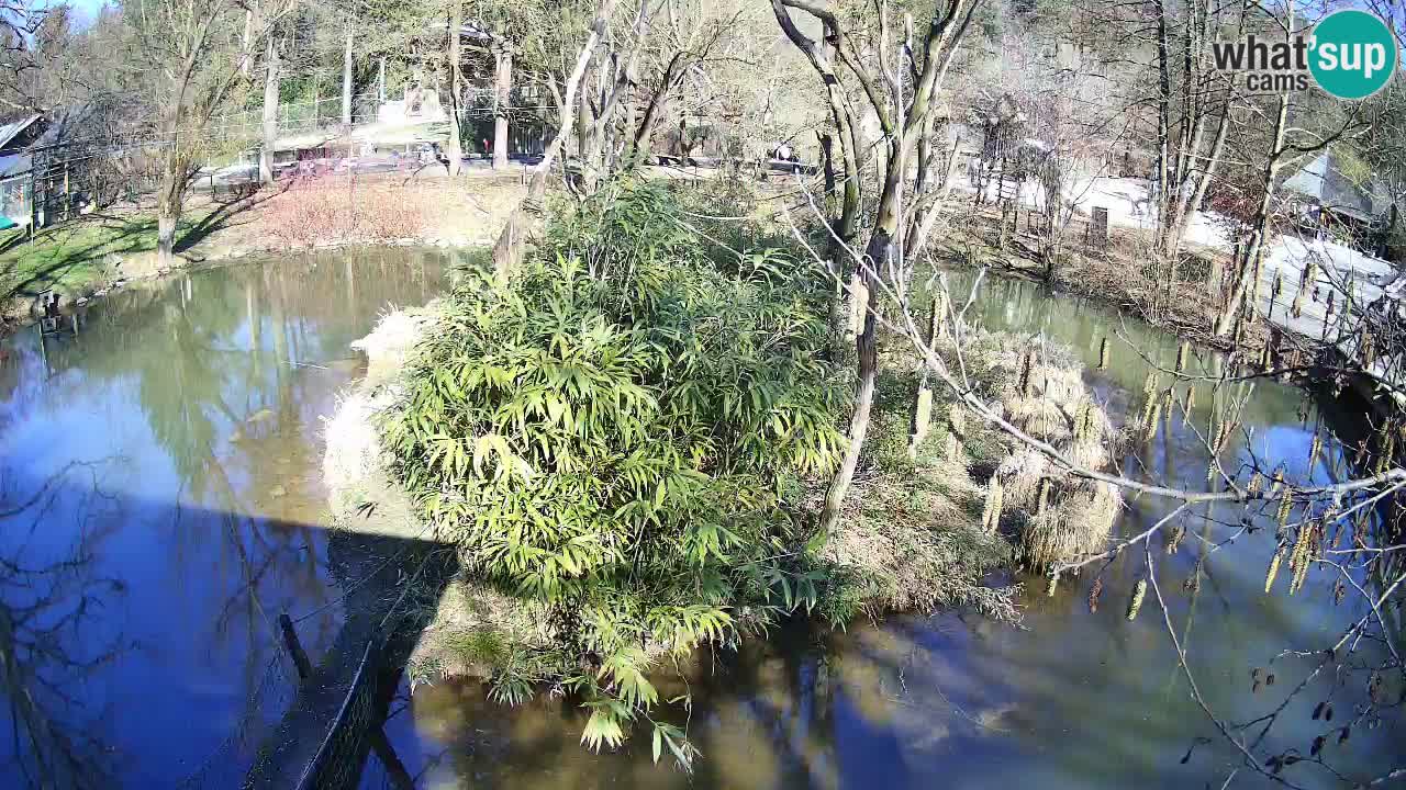 Südlicher Gelbwangen-Schopfgibbon Zoo Ljubljana webcam