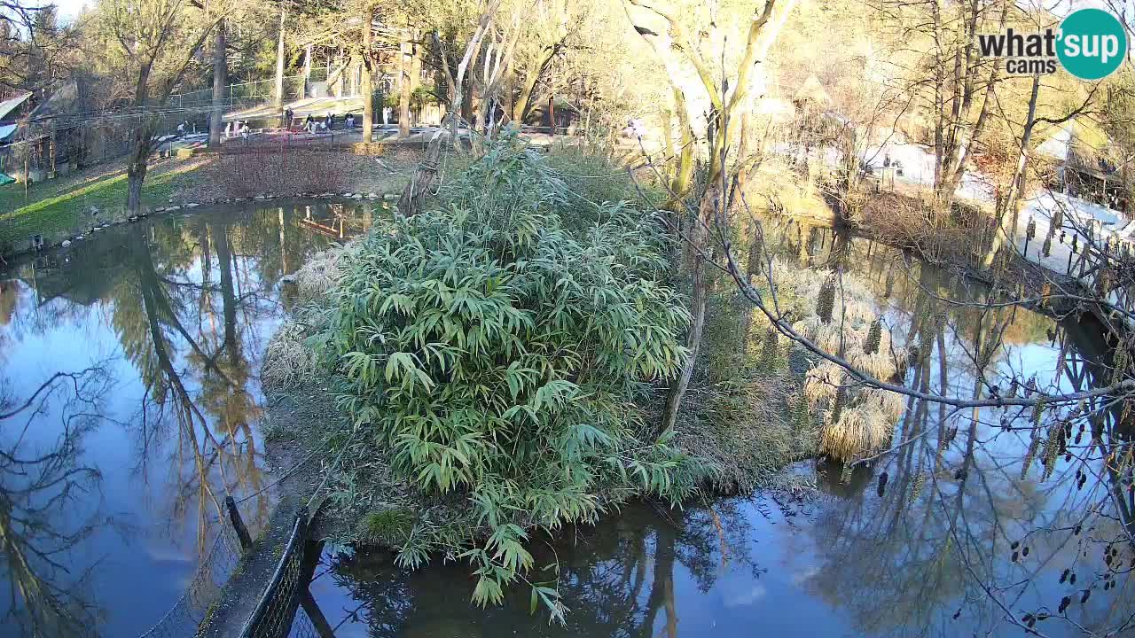 Gibbon à joues jaunes Zoo Ljubljana live cam