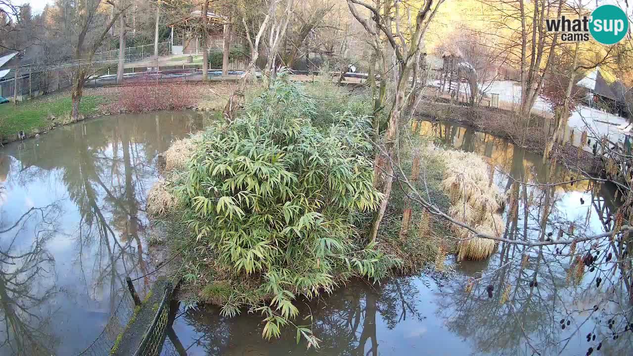 Yellow-cheeked gibbon Zoo Ljubljana livecam