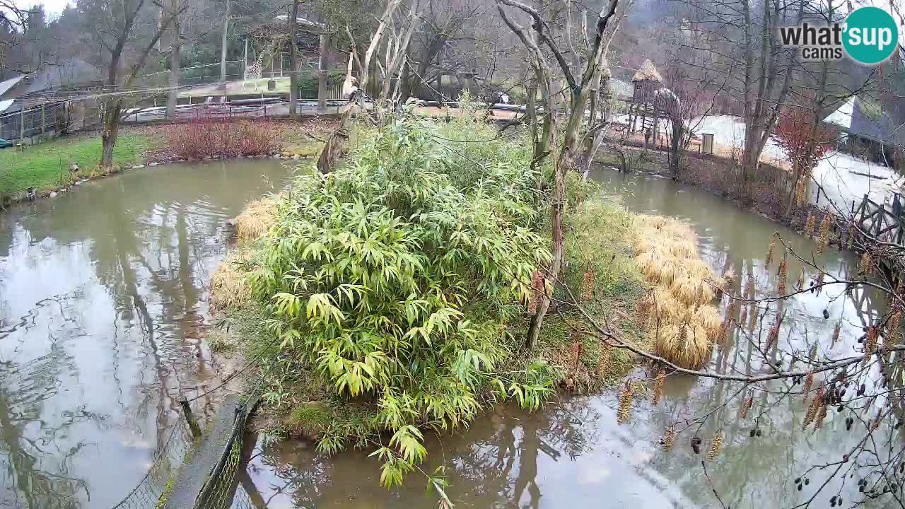 Yellow-cheeked gibbon Zoo Ljubljana livecam