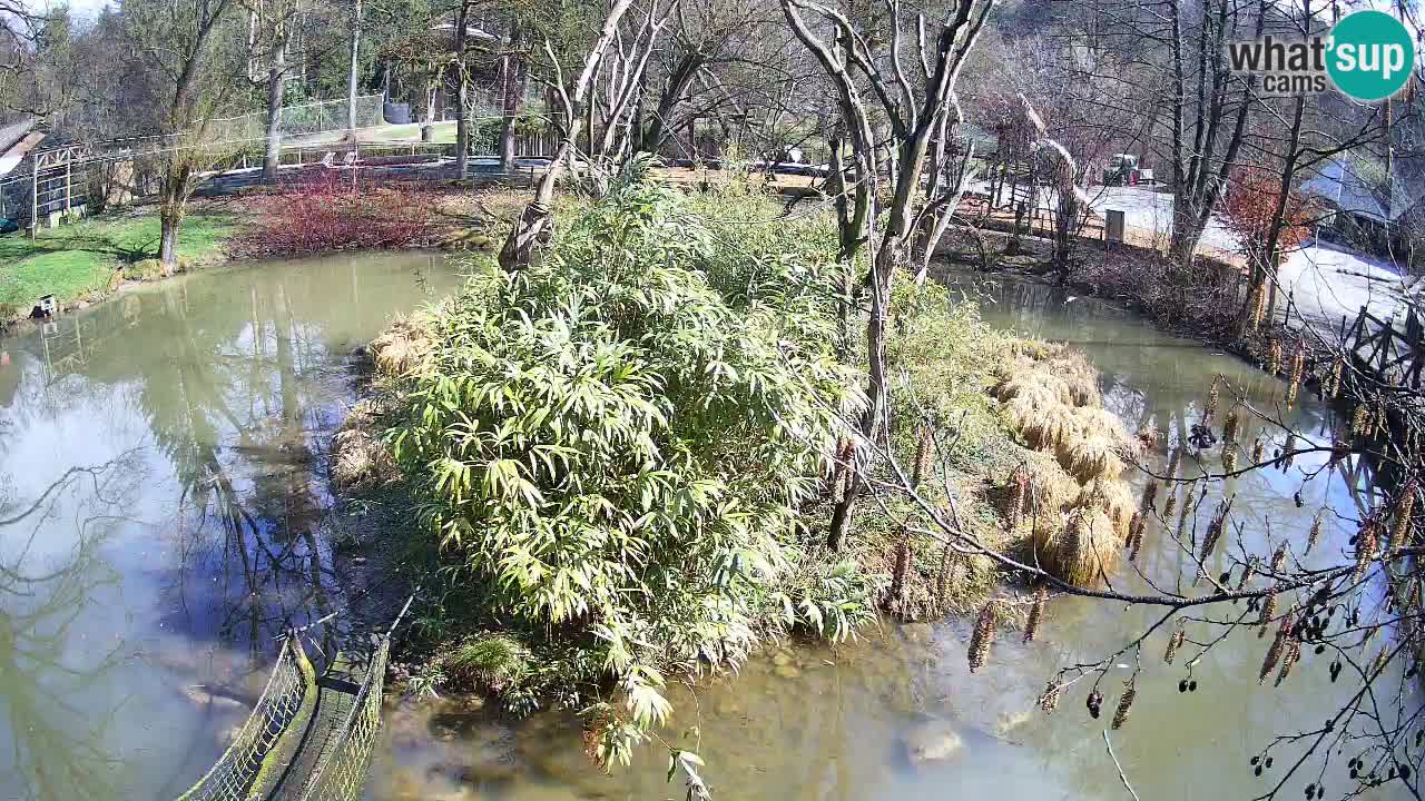 Südlicher Gelbwangen-Schopfgibbon Zoo Ljubljana webcam