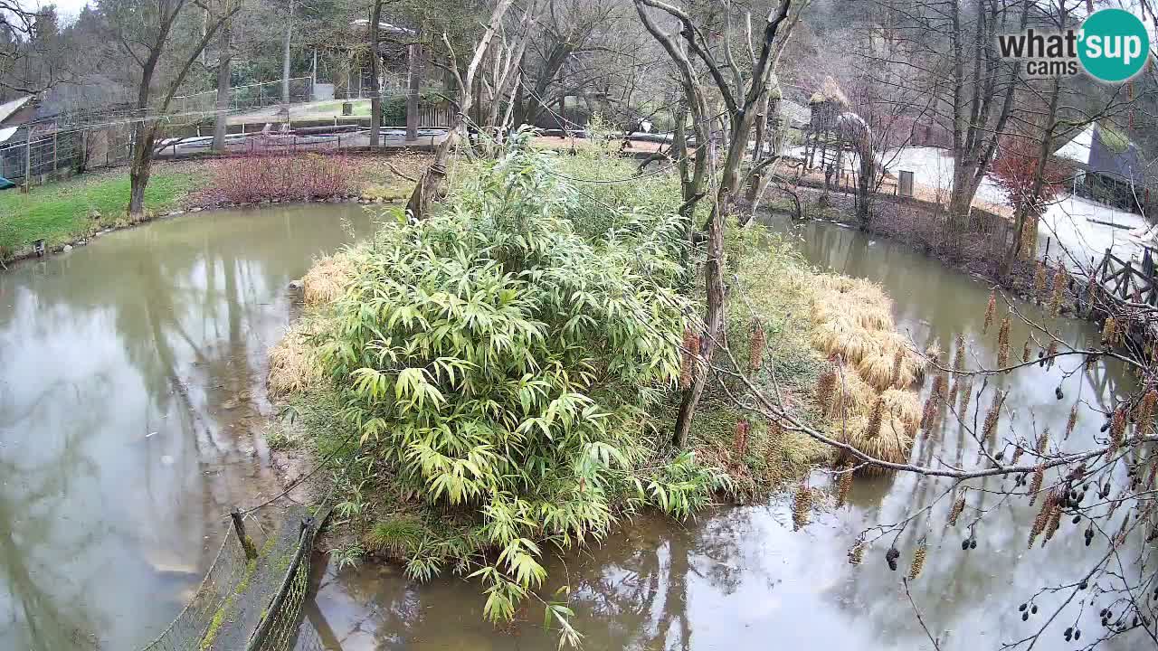 Gibon – Nomascus gabriellae – Zoo Ljubljana web kamera