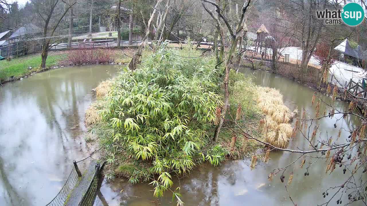 Südlicher Gelbwangen-Schopfgibbon Zoo Ljubljana webcam