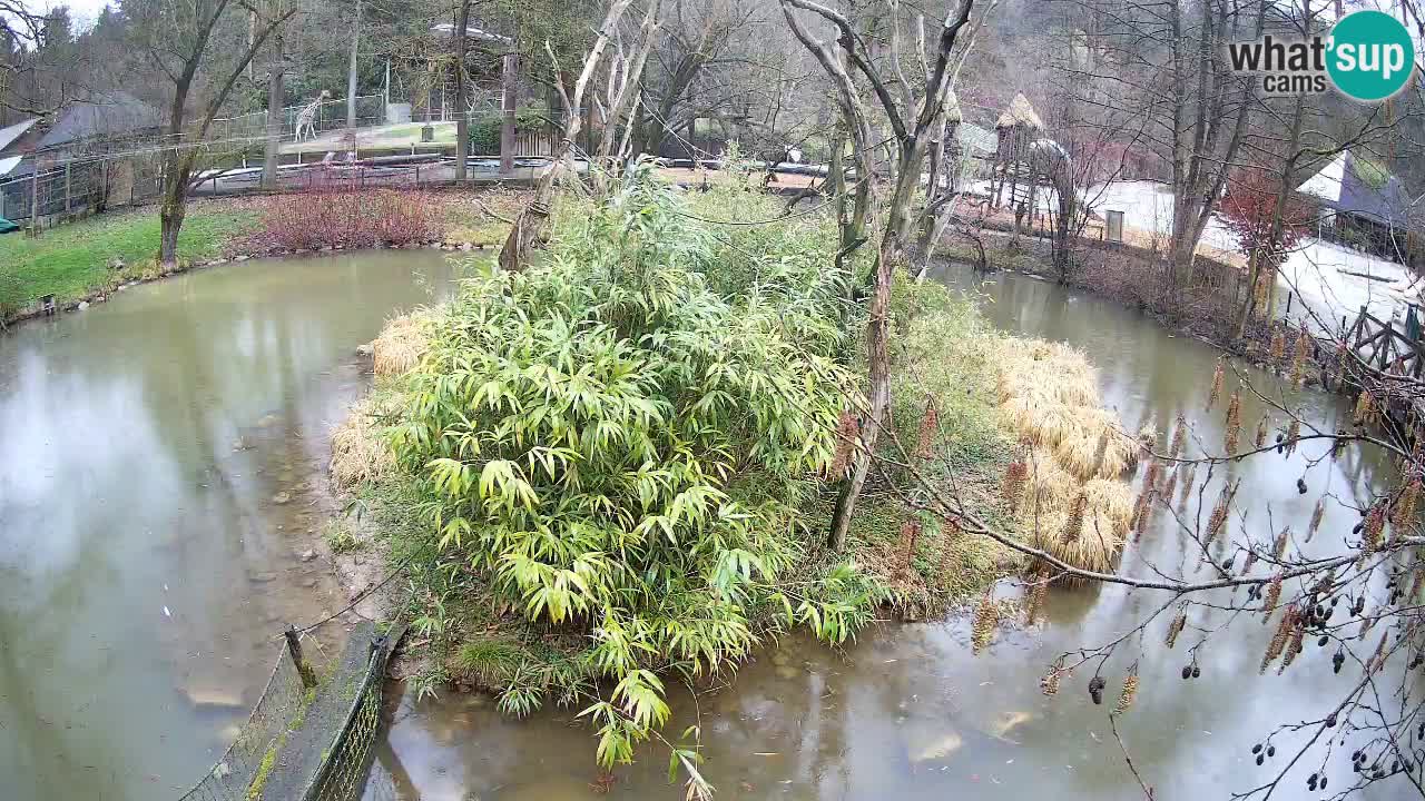 Yellow-cheeked gibbon Zoo Ljubljana livecam