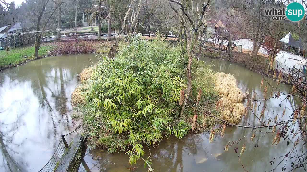 Yellow-cheeked gibbon Zoo Ljubljana livecam