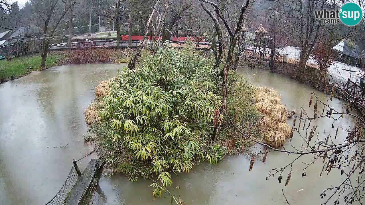 Gibbon à joues jaunes Zoo Ljubljana live cam