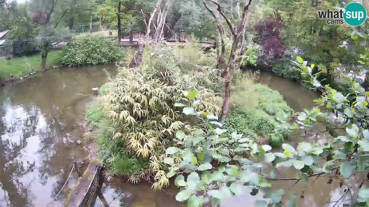 Südlicher Gelbwangen-Schopfgibbon Zoo Ljubljana webcam