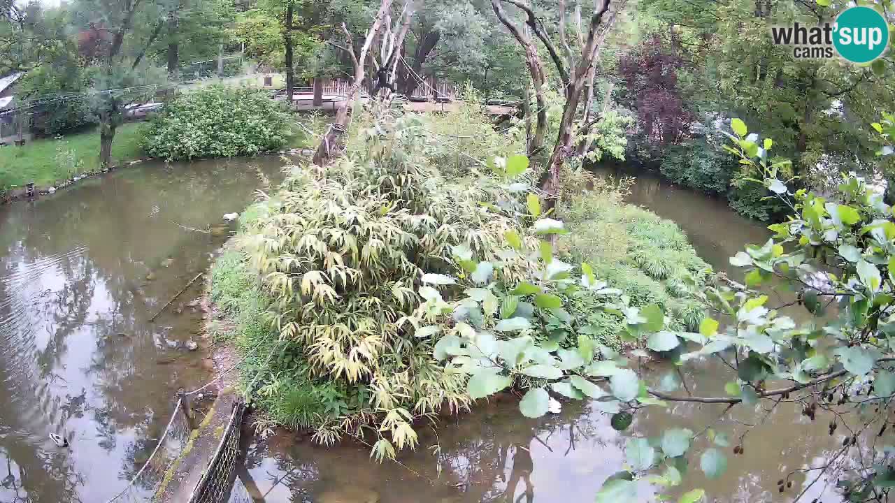 Yellow-cheeked gibbon Zoo Ljubljana livecam