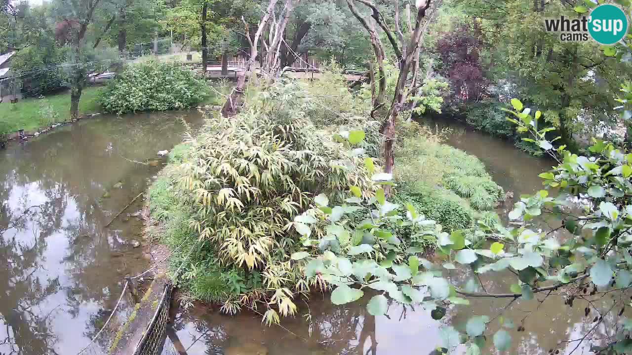 Südlicher Gelbwangen-Schopfgibbon Zoo Ljubljana webcam