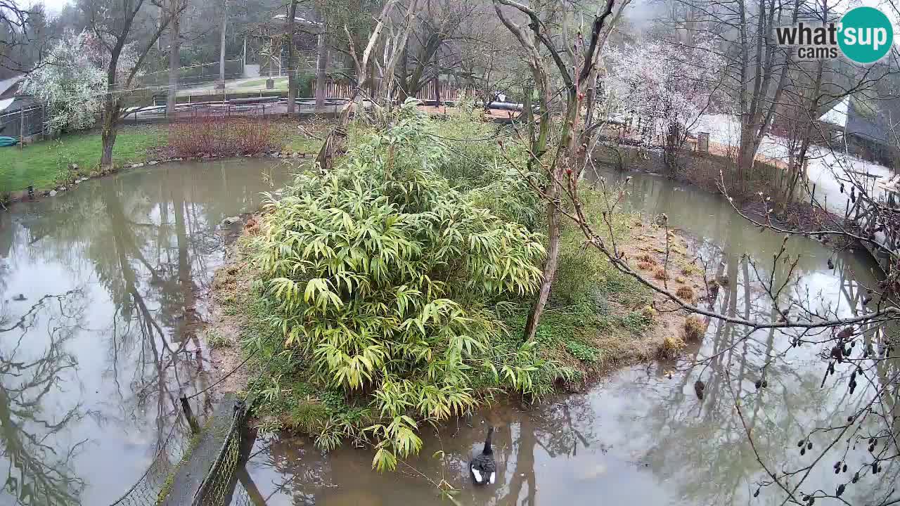 Gibon – Nomascus gabriellae – Zoo Ljubljana web kamera