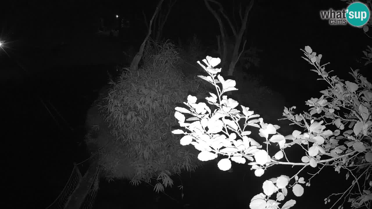 Südlicher Gelbwangen-Schopfgibbon Zoo Ljubljana webcam