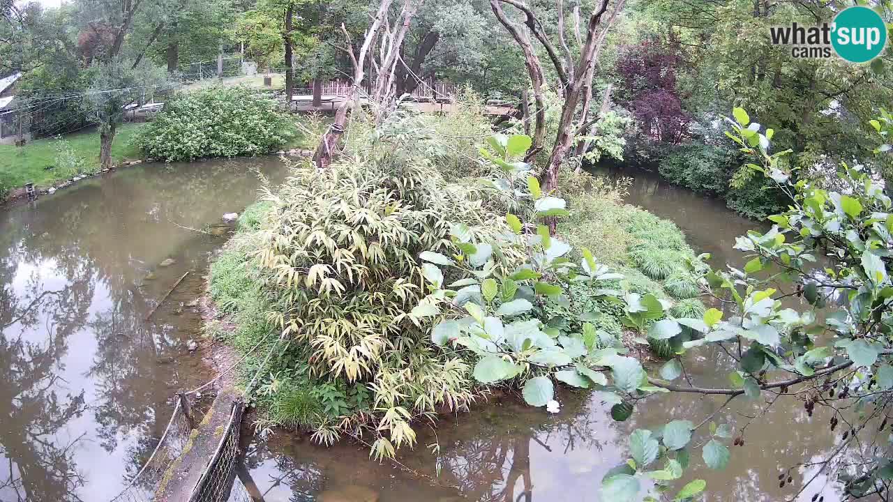 Südlicher Gelbwangen-Schopfgibbon Zoo Ljubljana webcam