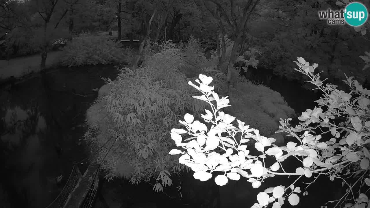 Yellow-cheeked gibbon Zoo Ljubljana livecam