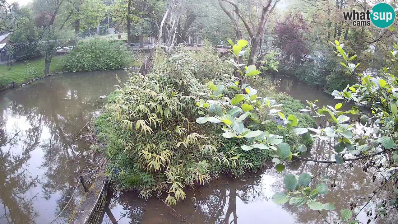 Gibbon à joues jaunes Zoo Ljubljana live cam